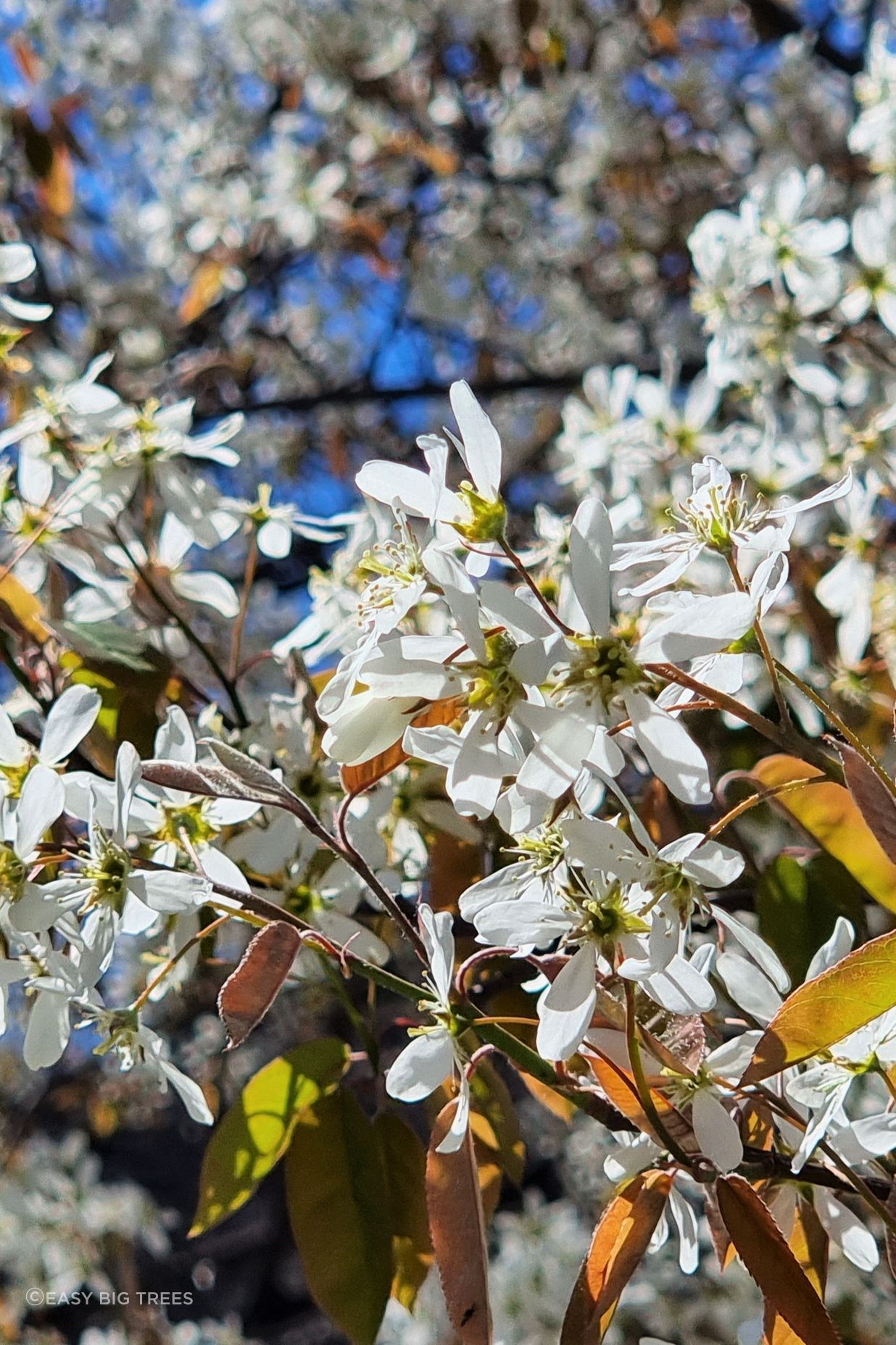 AMELANCHIER canadensis, NZ Whitebait Tree flowers.