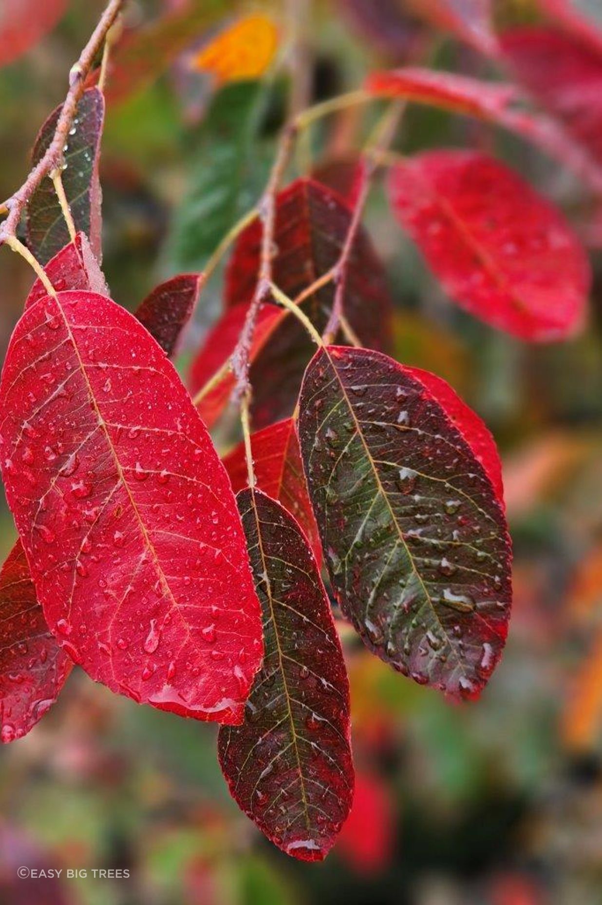 AMELANCHIER canadensis, NZ Whitebait Tree Autumn foliage.