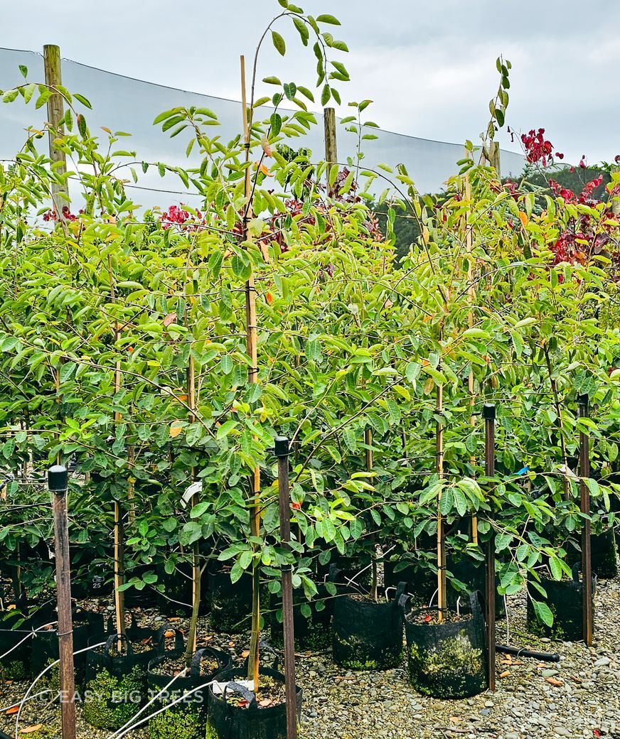 Amelanchier-canadensis-25lt-RP-March-2024.jpg