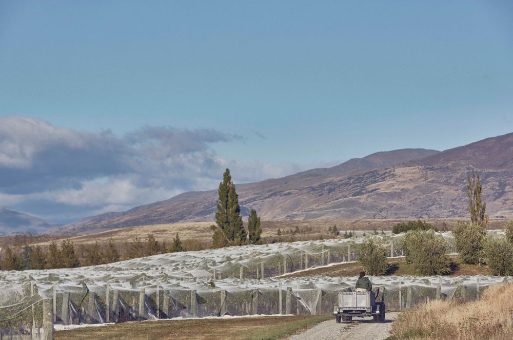 Amisfield Winery
