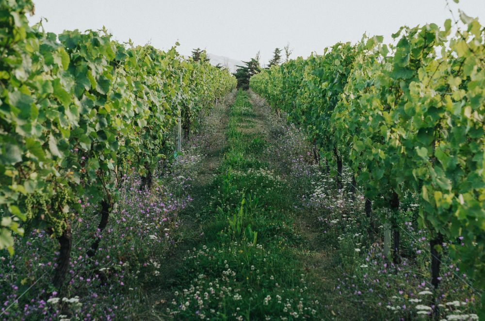 Amisfield Winery