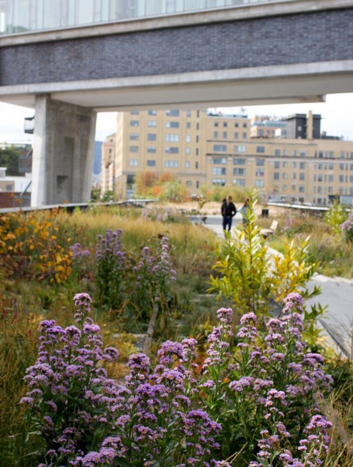 The High Line – Piet Oudolf – Photo Andy Murray