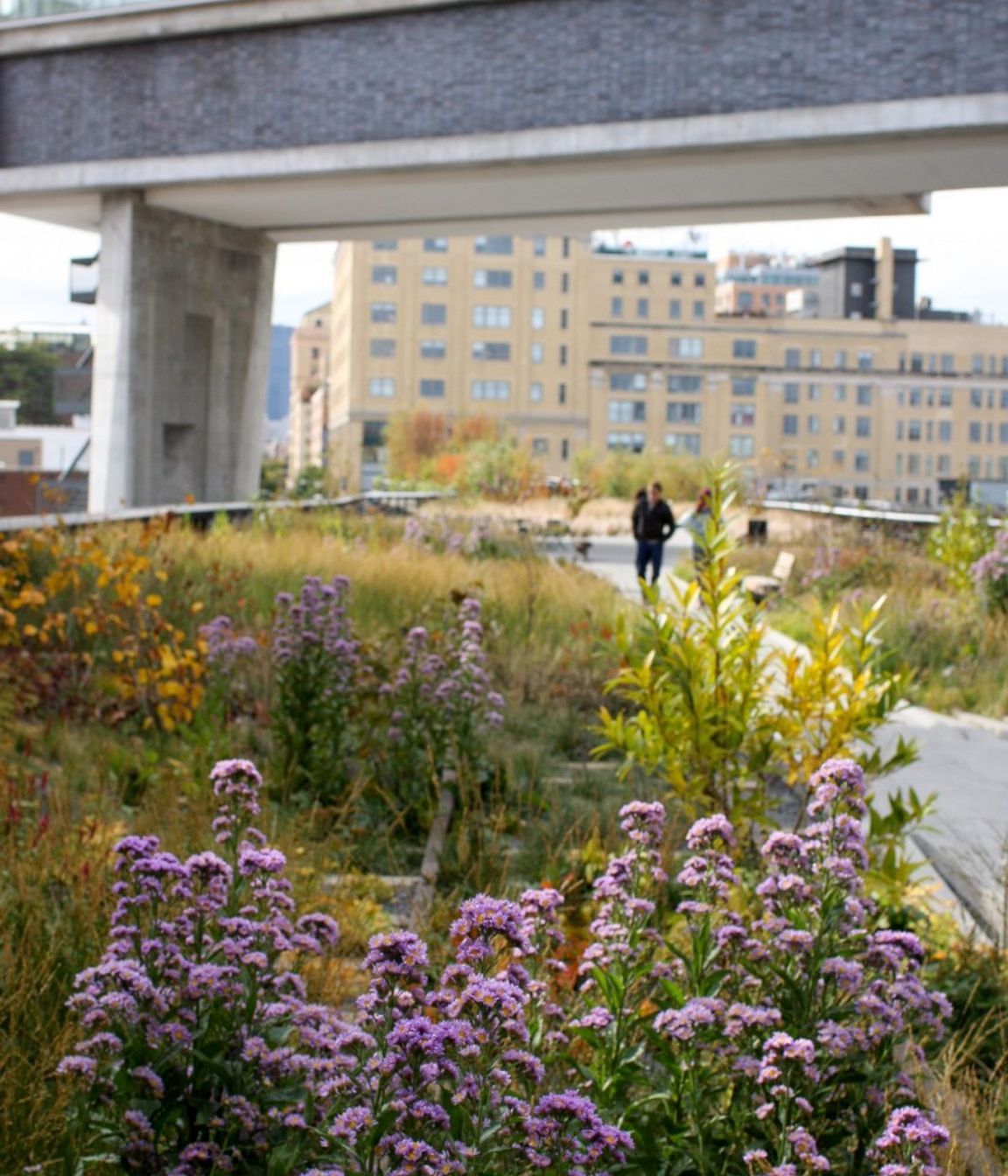 The High Line – Piet Oudolf – Photo Andy Murray