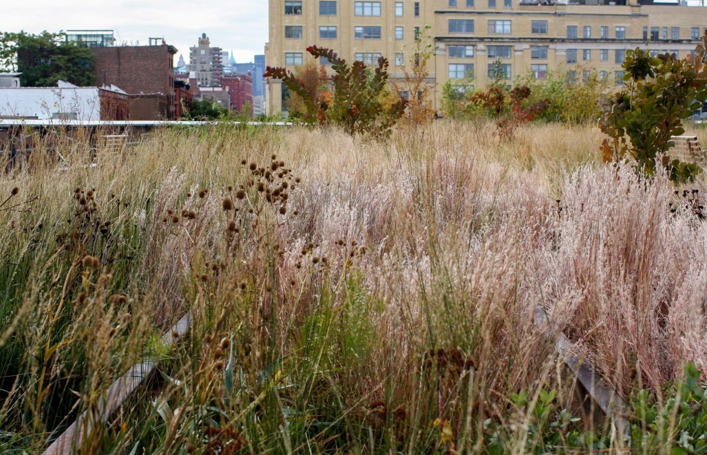 The High Line – Piet Oudolf – Photo Andy Murray