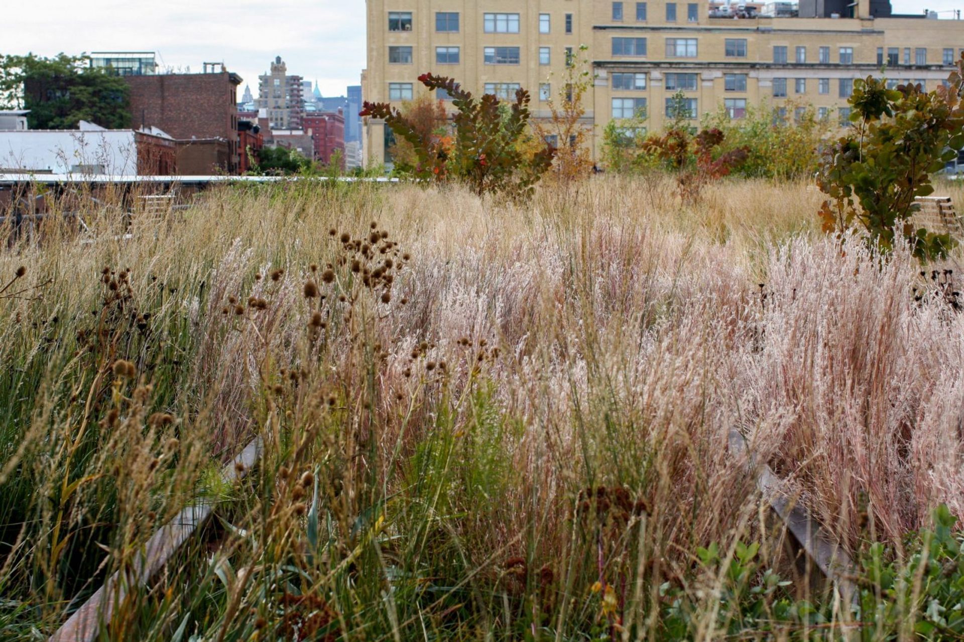 The High Line – Piet Oudolf – Photo Andy Murray