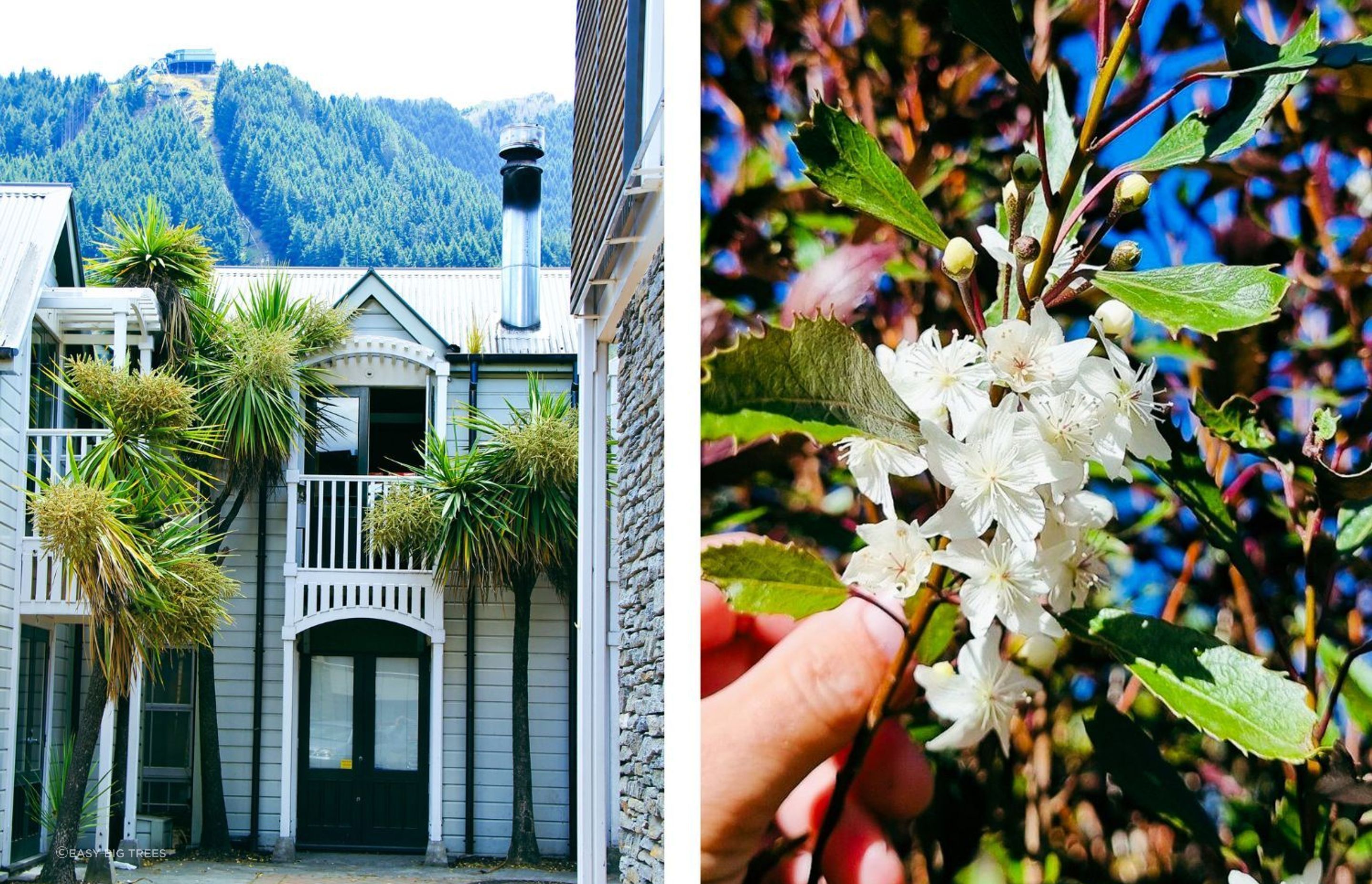 Cordyline australis featuring in Queenstown and Hoheria sextlosa Lace Flower