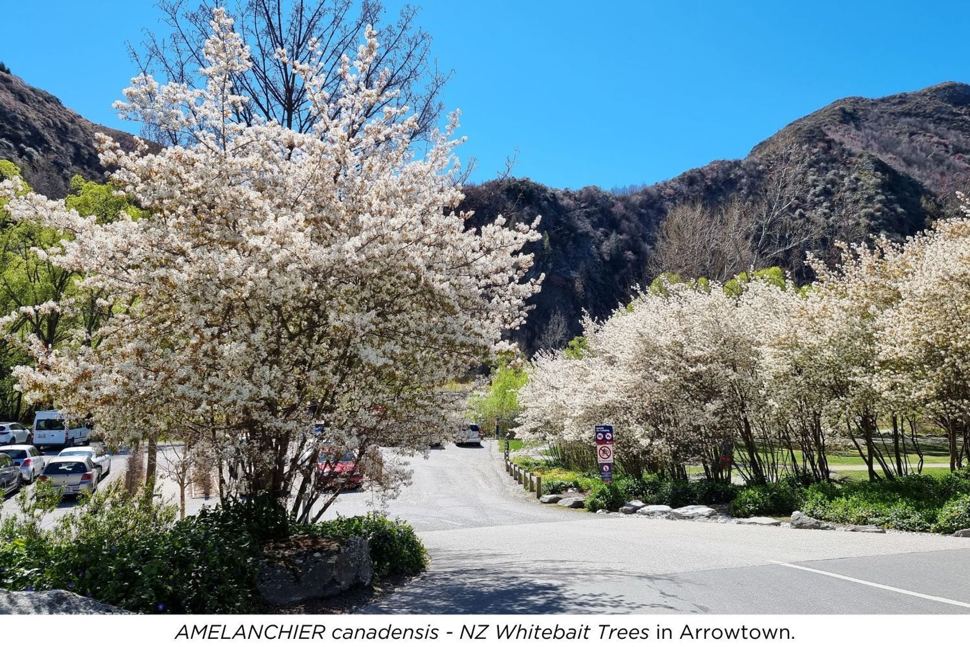 Arrowtown.jpg