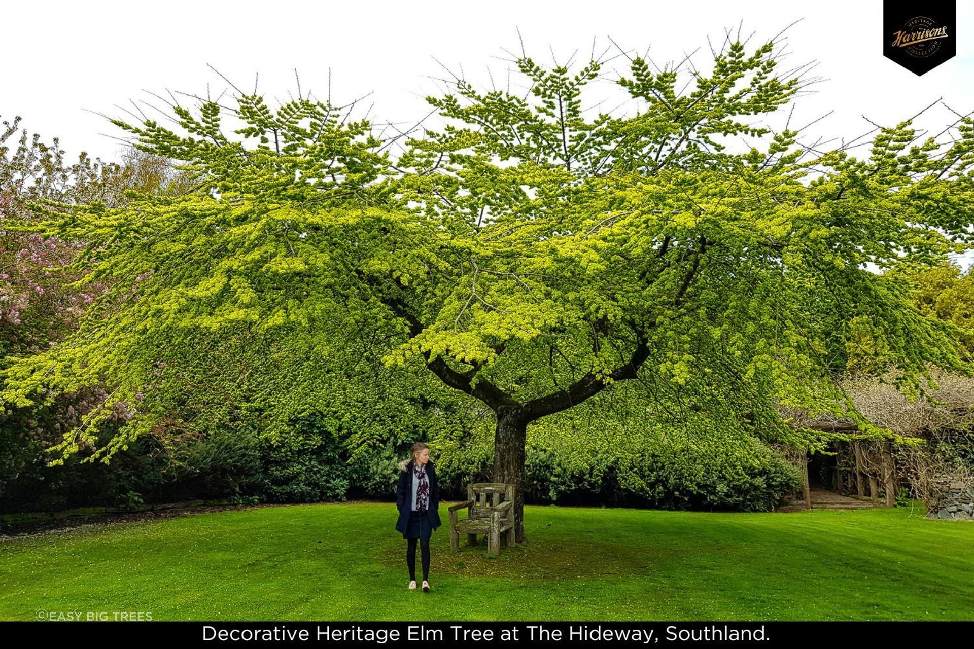 Banner-A-Big-Tree-Park-1.jpg