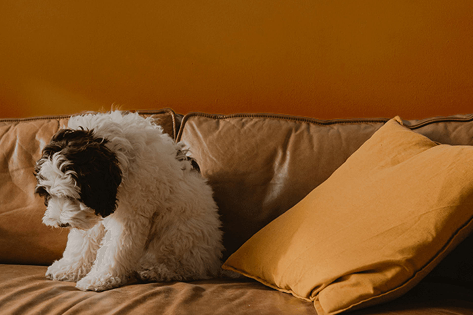 Resene x ArchiPro 2021 Colour Forecast