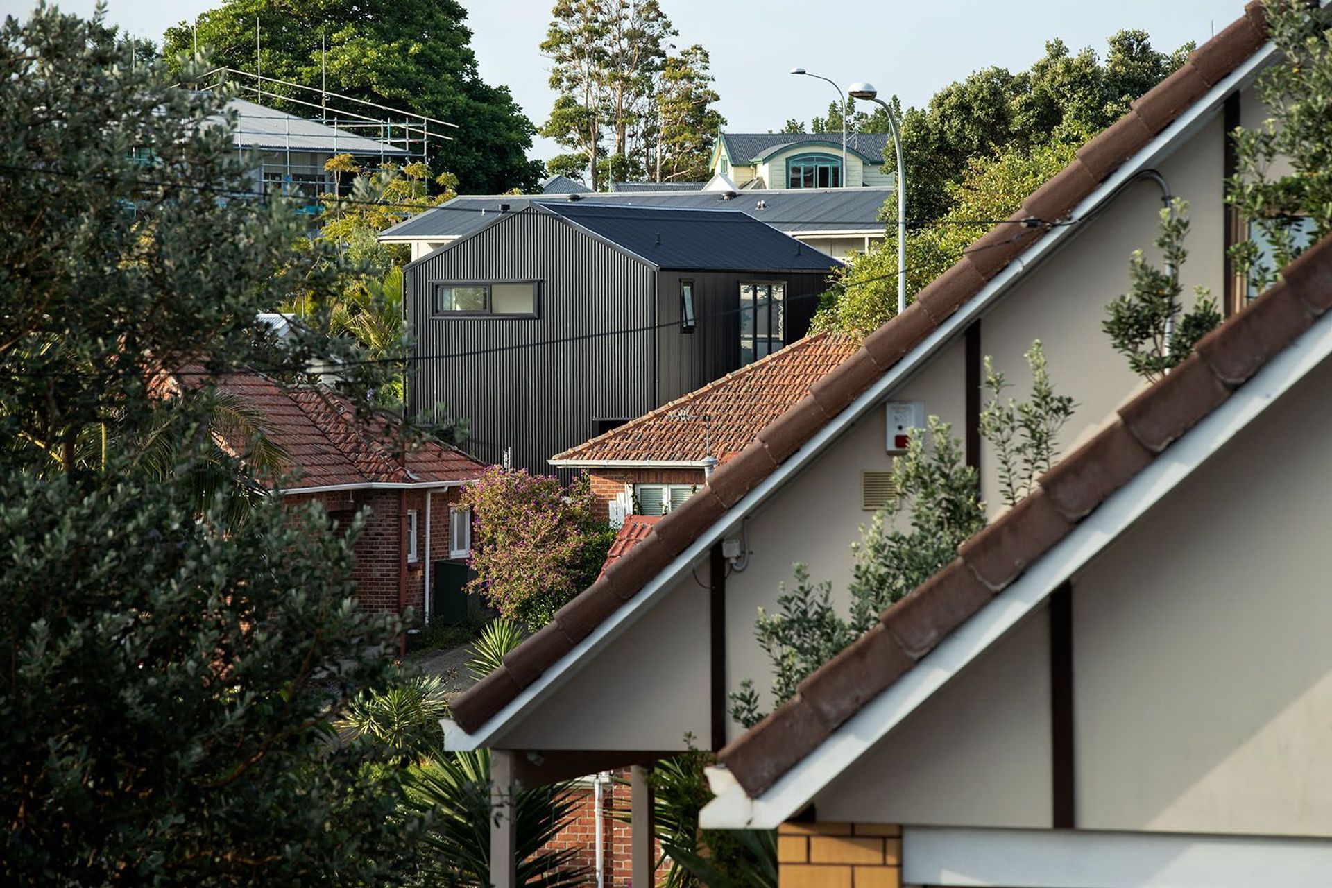 Blackbird amid its dense urban setting of different house styles.