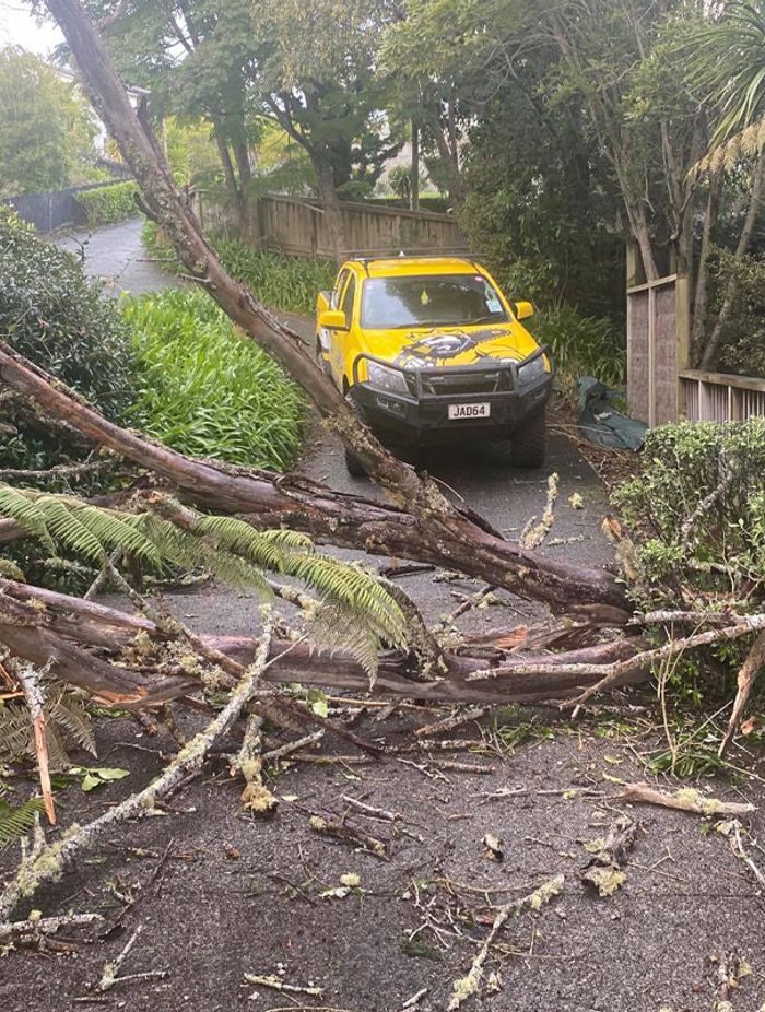 Blog-Fallen-Tree-02-v2.jpg