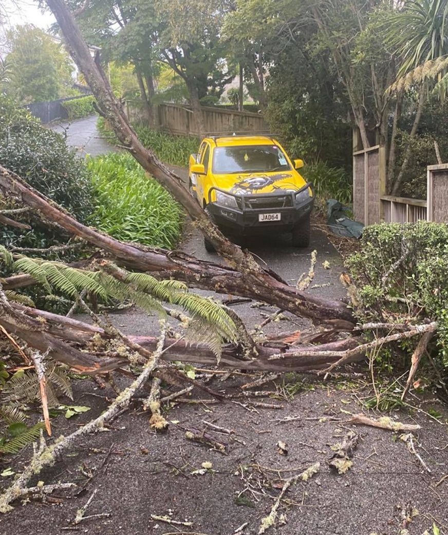 Blog-Fallen-Tree-02-v2.jpg