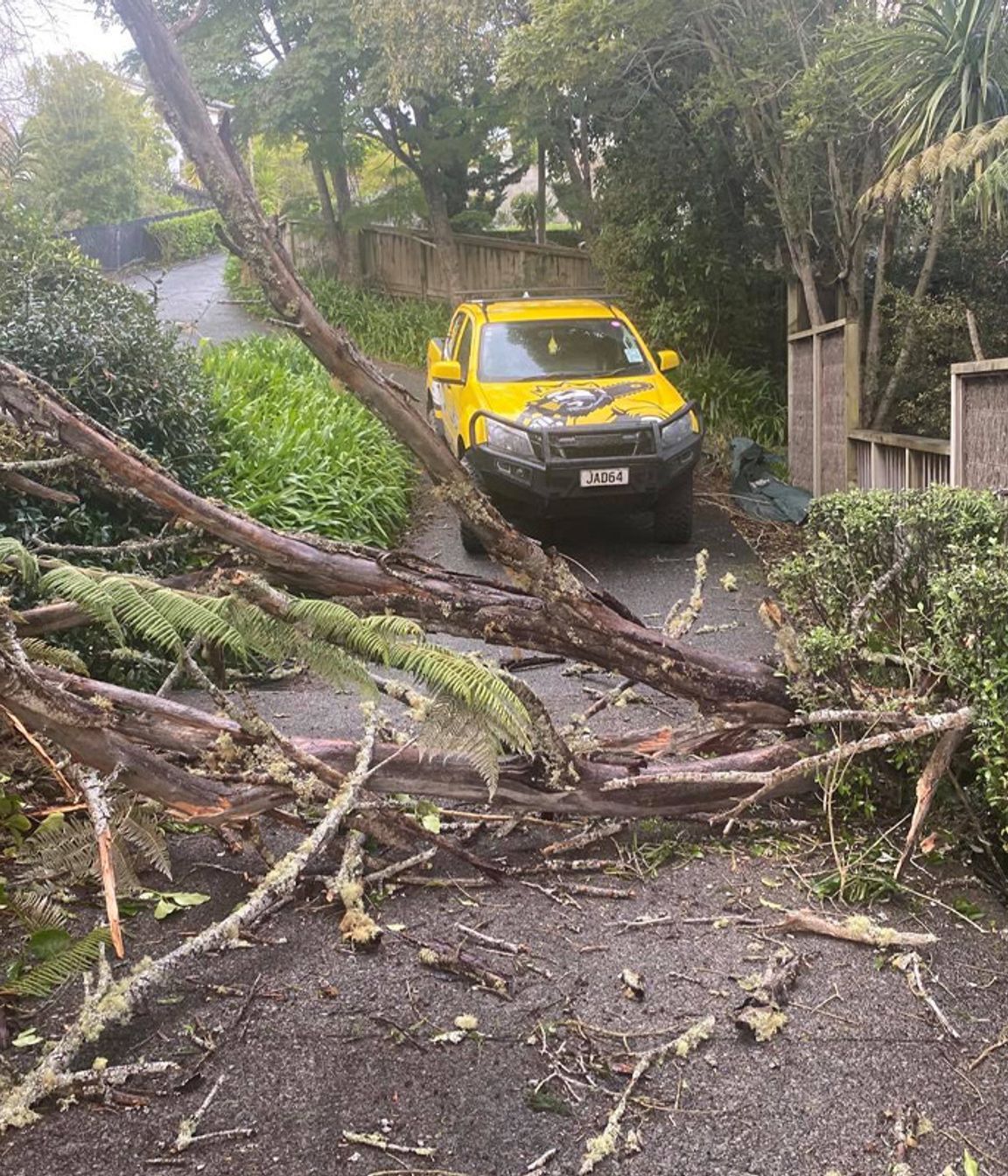 Blog-Fallen-Tree-02-v2.jpg