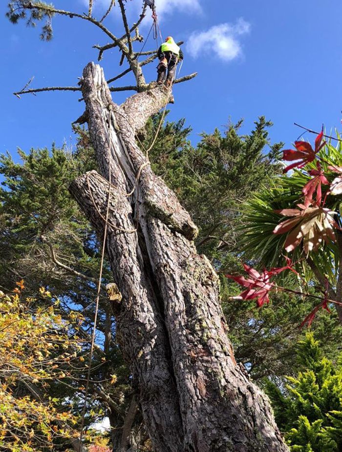 Blog-Fallen-Tree-03-v2-1.jpg