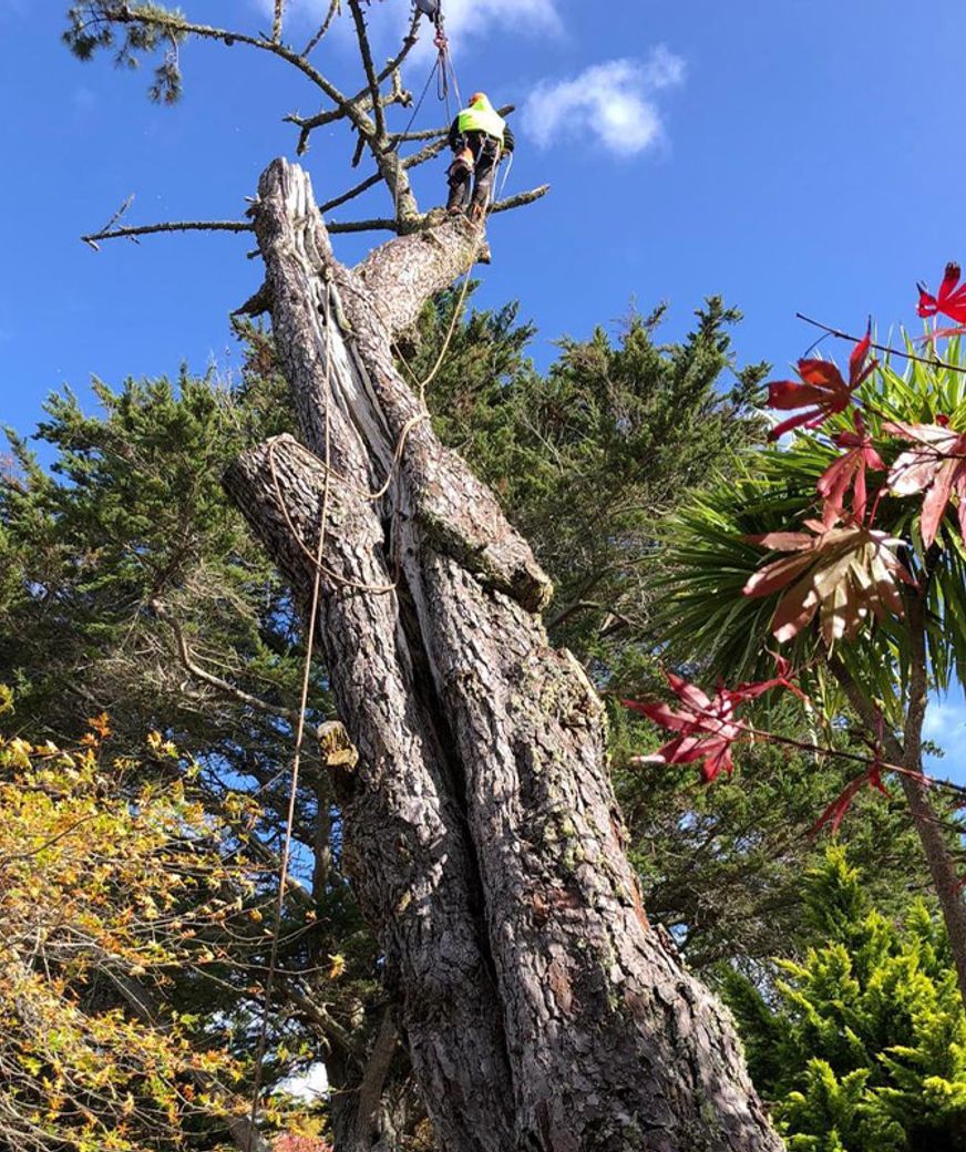 Blog-Fallen-Tree-03-v2.jpg
