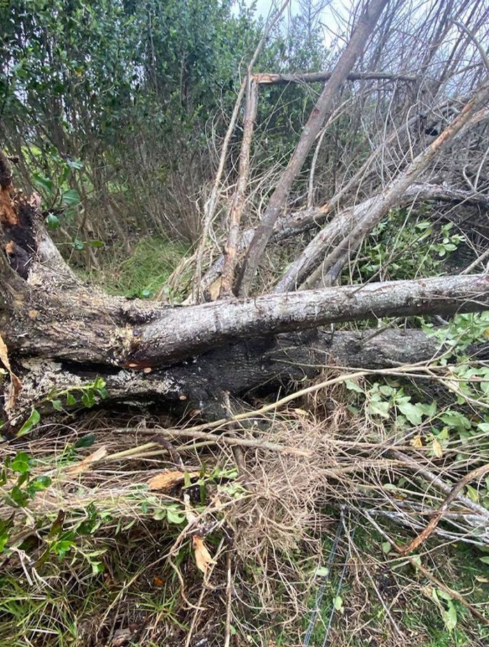 Blog-Fallen-Tree-04-v2.jpg