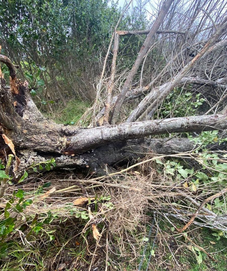Blog-Fallen-Tree-04-v2.jpg
