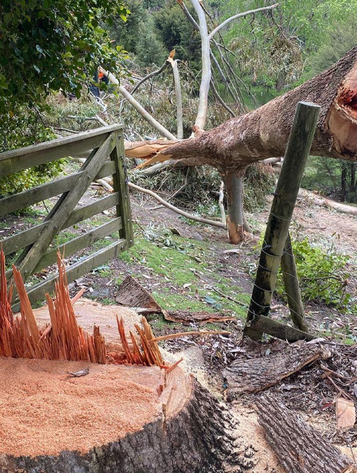 Blog-Fallen-Tree-05-v2-1.jpg
