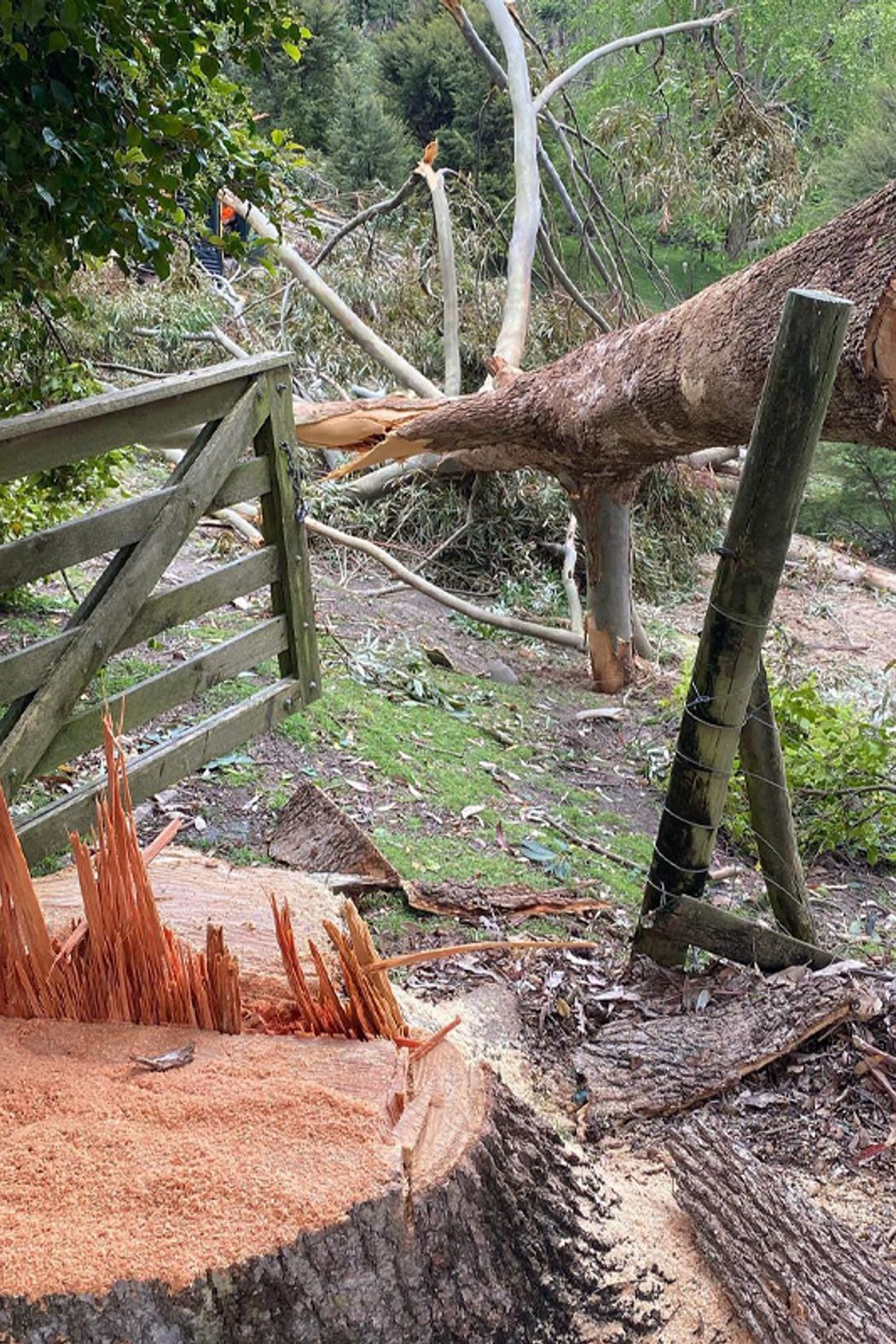 Blog-Fallen-Tree-05-v2-1.jpg
