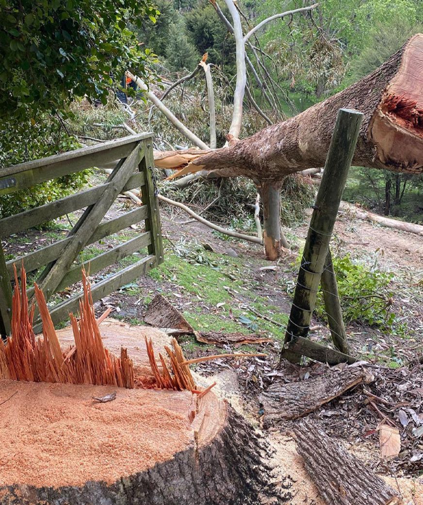 Blog-Fallen-Tree-05-v2.jpg