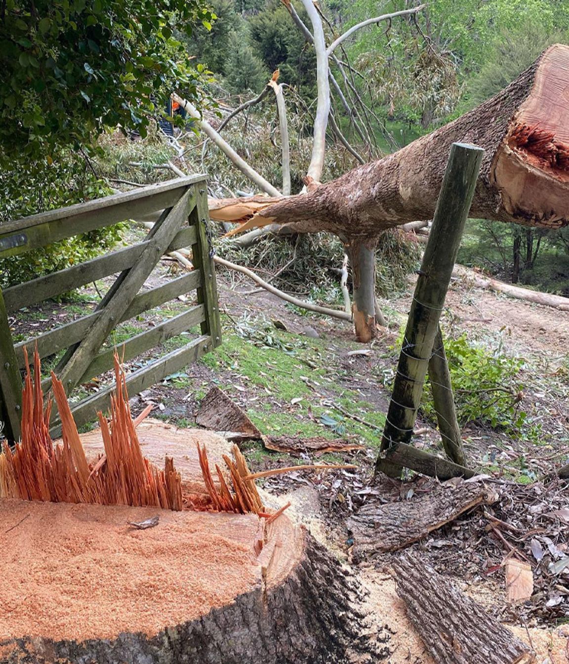Blog-Fallen-Tree-05-v2.jpg