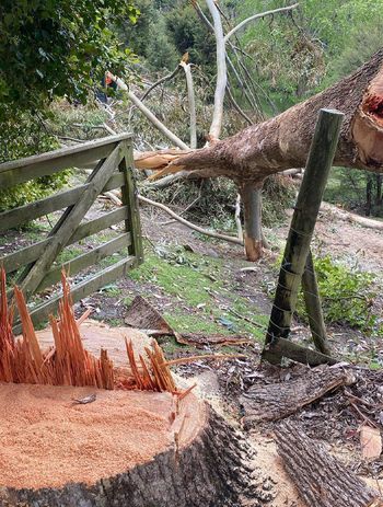 Blog-Fallen-Tree-05-v2.jpg