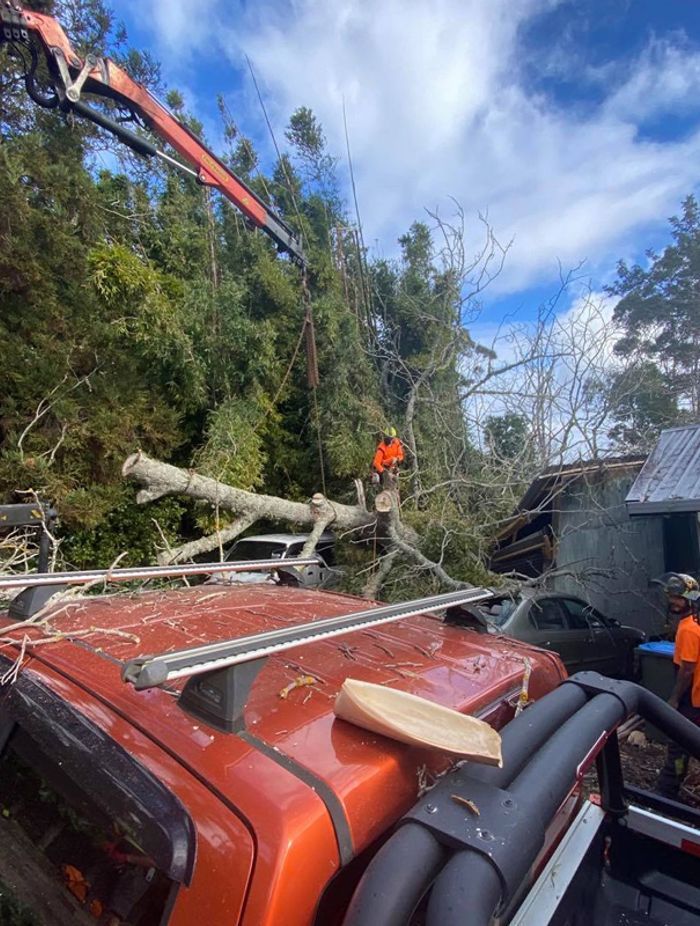 Blog-Fallen-Tree-v2.jpg