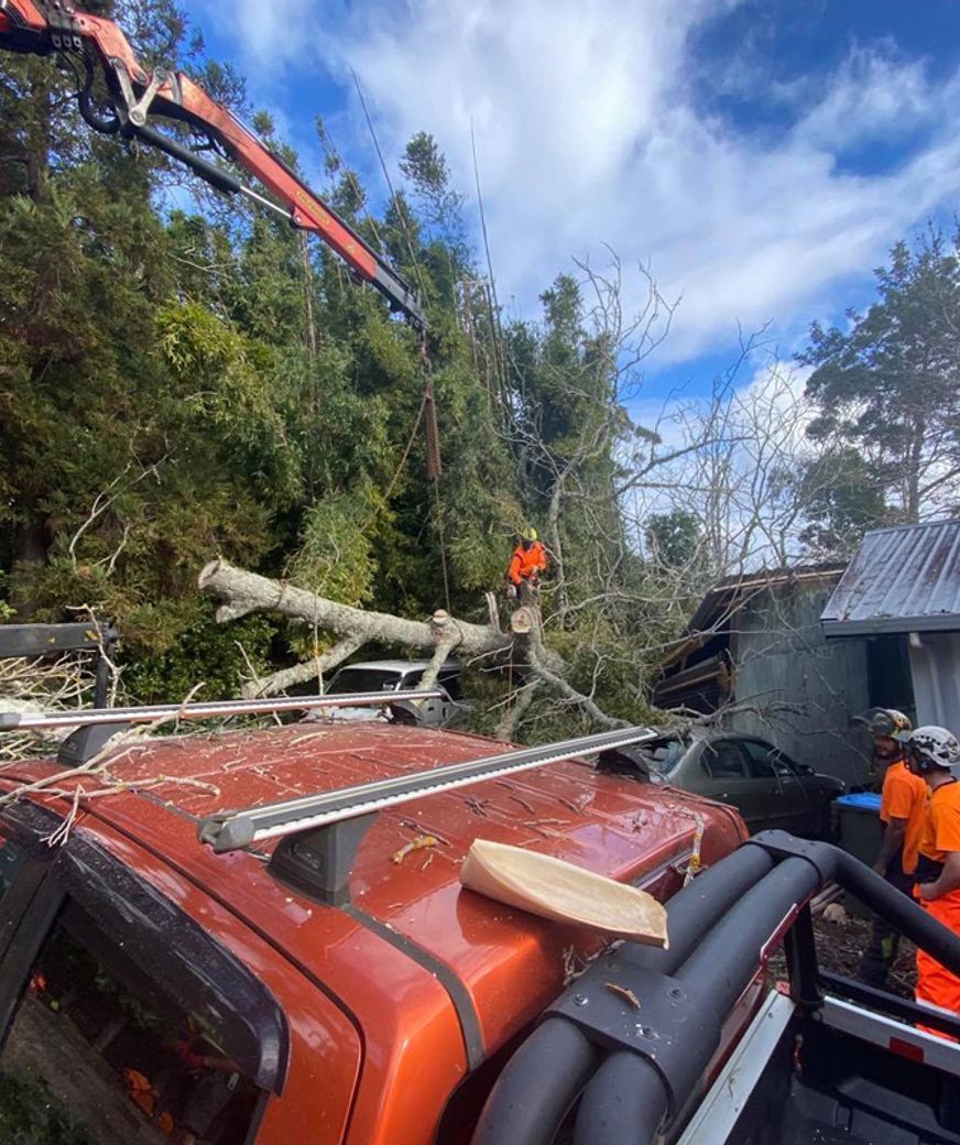 Blog-Fallen-Tree-v2.jpg