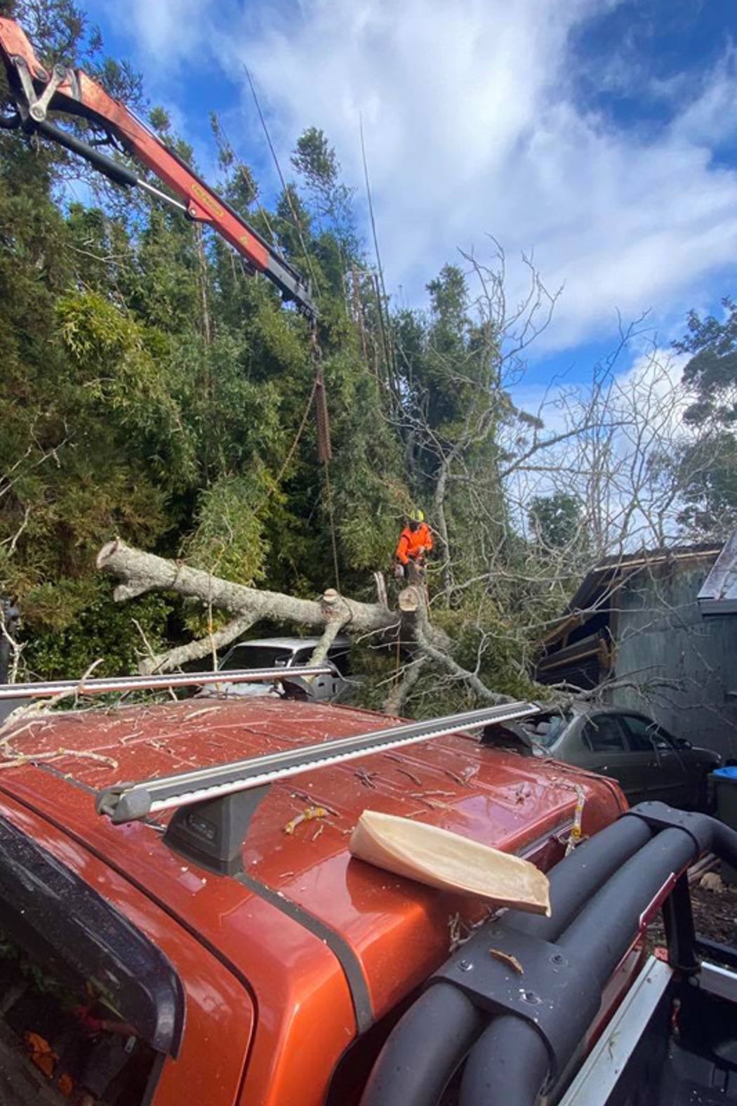 Blog-Fallen-Tree-v2.jpg