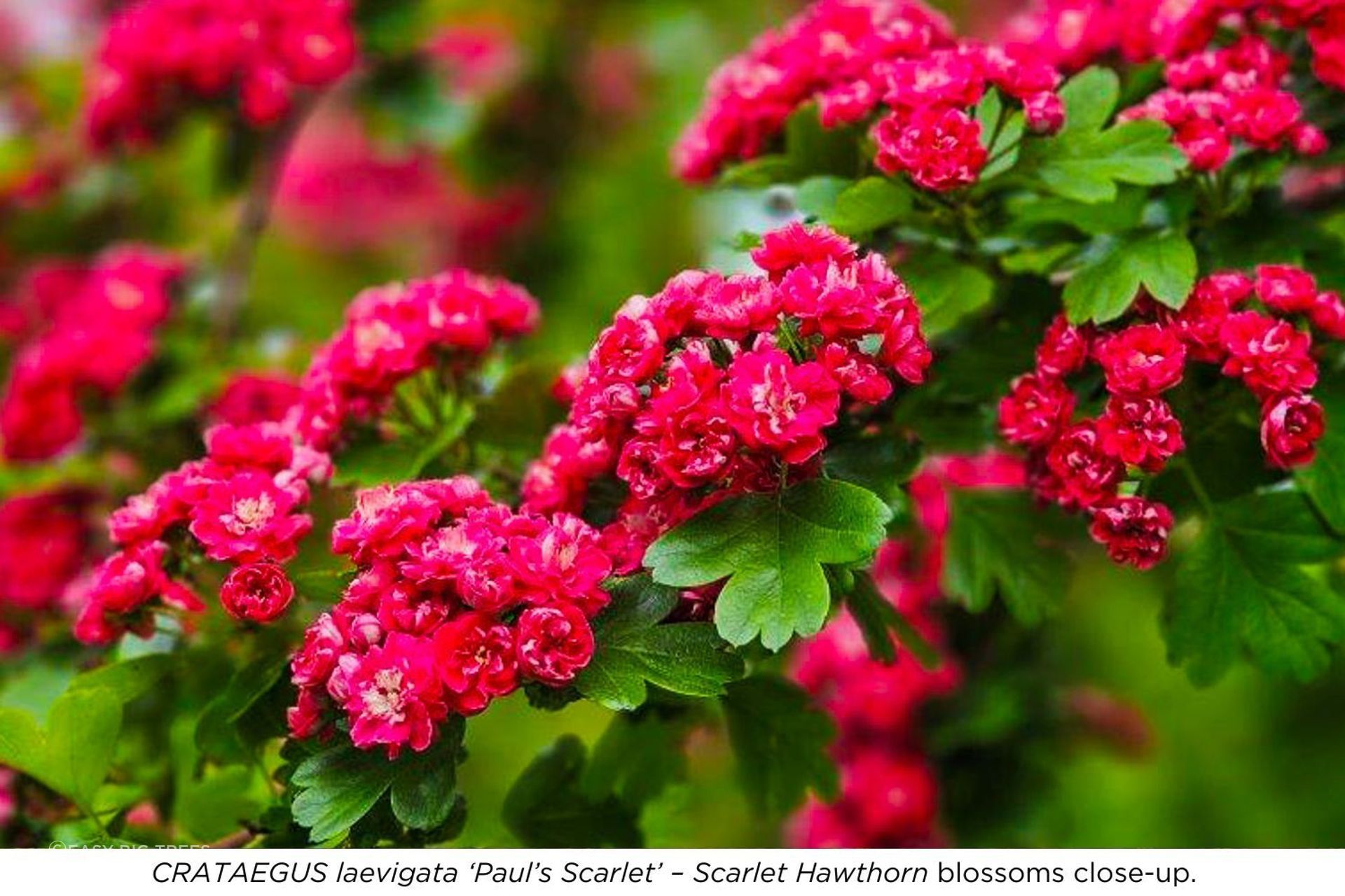 Blossoms-close-up.jpg