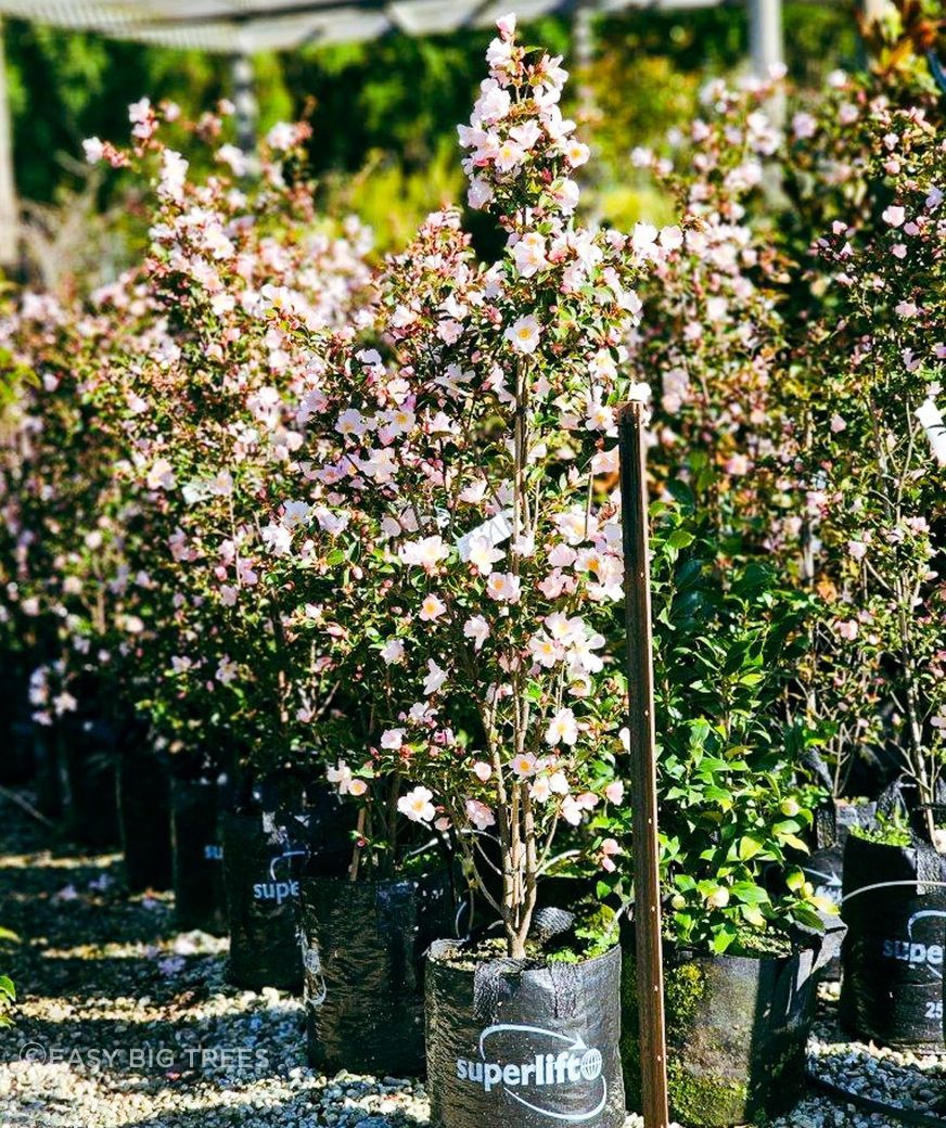 Camellia-Fairy-Blush-25lt-Sept-2023-BB.jpg