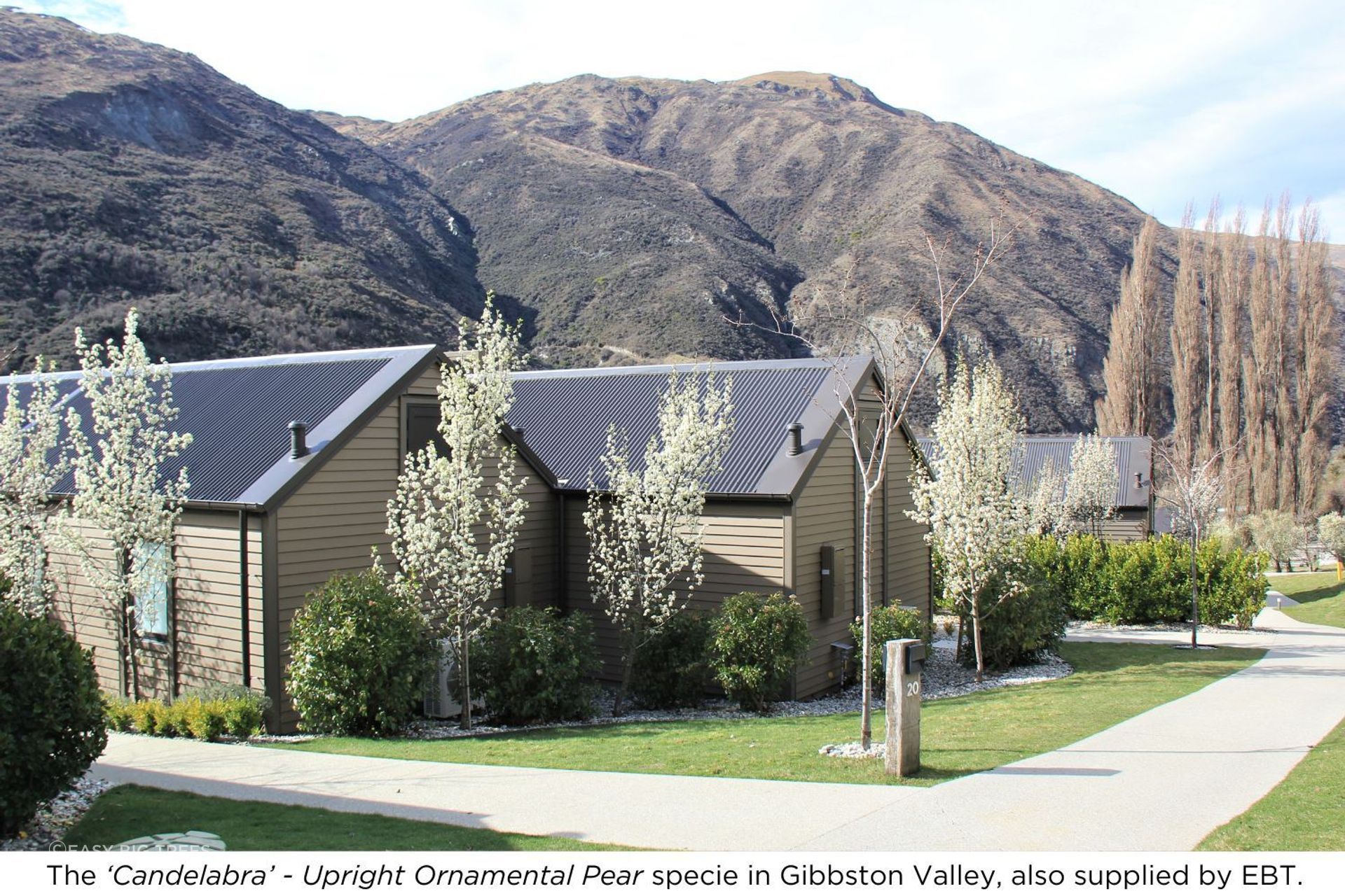 Candelabra-Gibbston-Valley.jpg