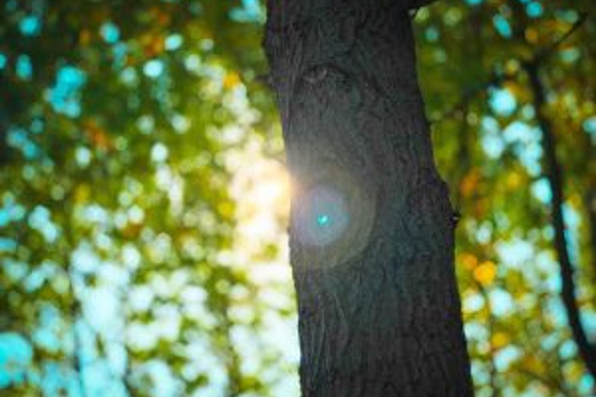 COP26: PEFC calls on world leaders to recognise the crucial contribution of forest certification in tackling climate change