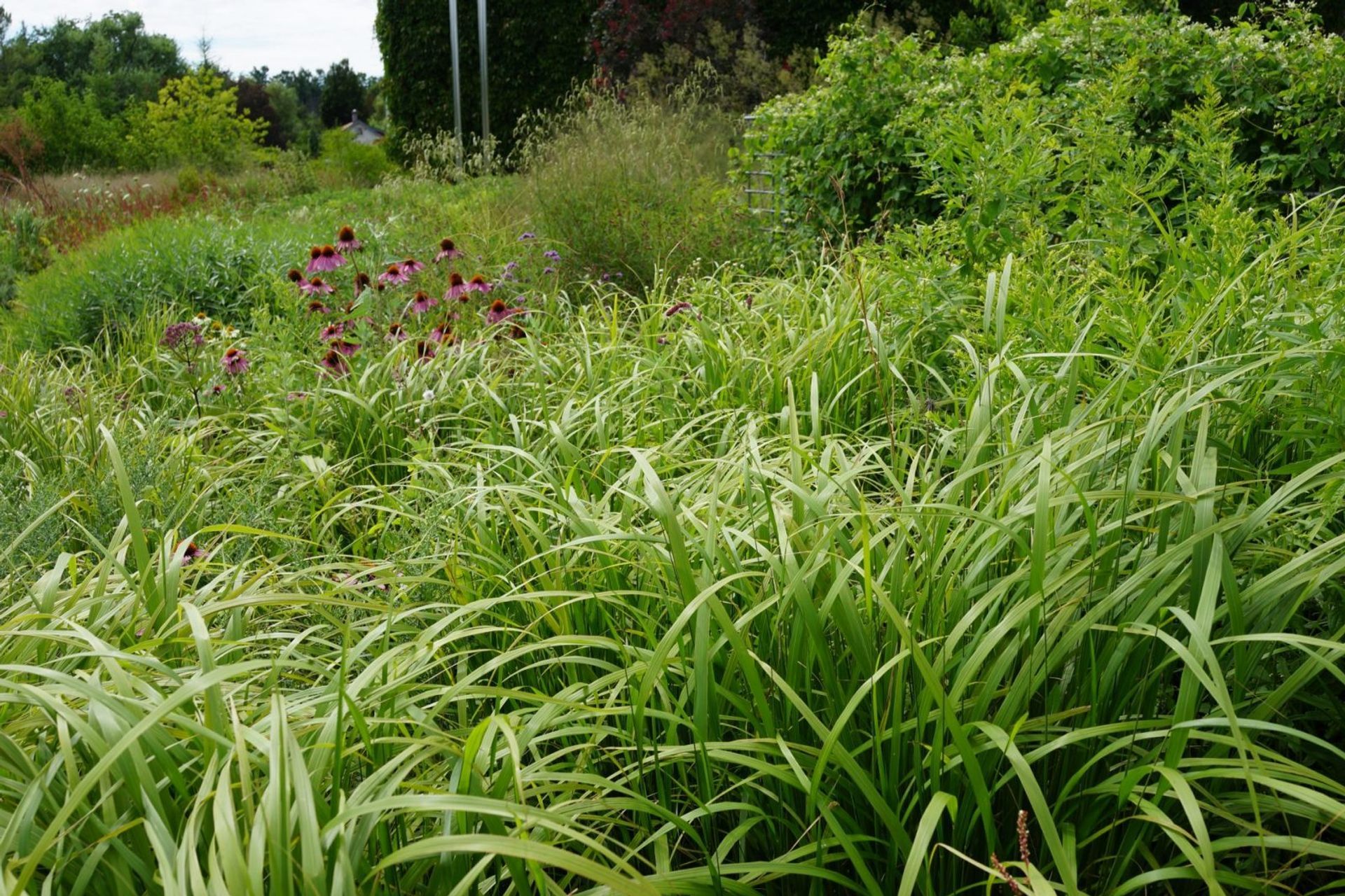 Toronto Botanical gardens – Piet Oudolf – Photo Andy Murray
