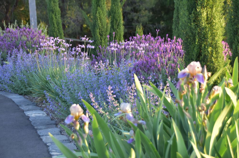 Wonga Park - Country Garden by MG Gardens | Photography by Meg Geary