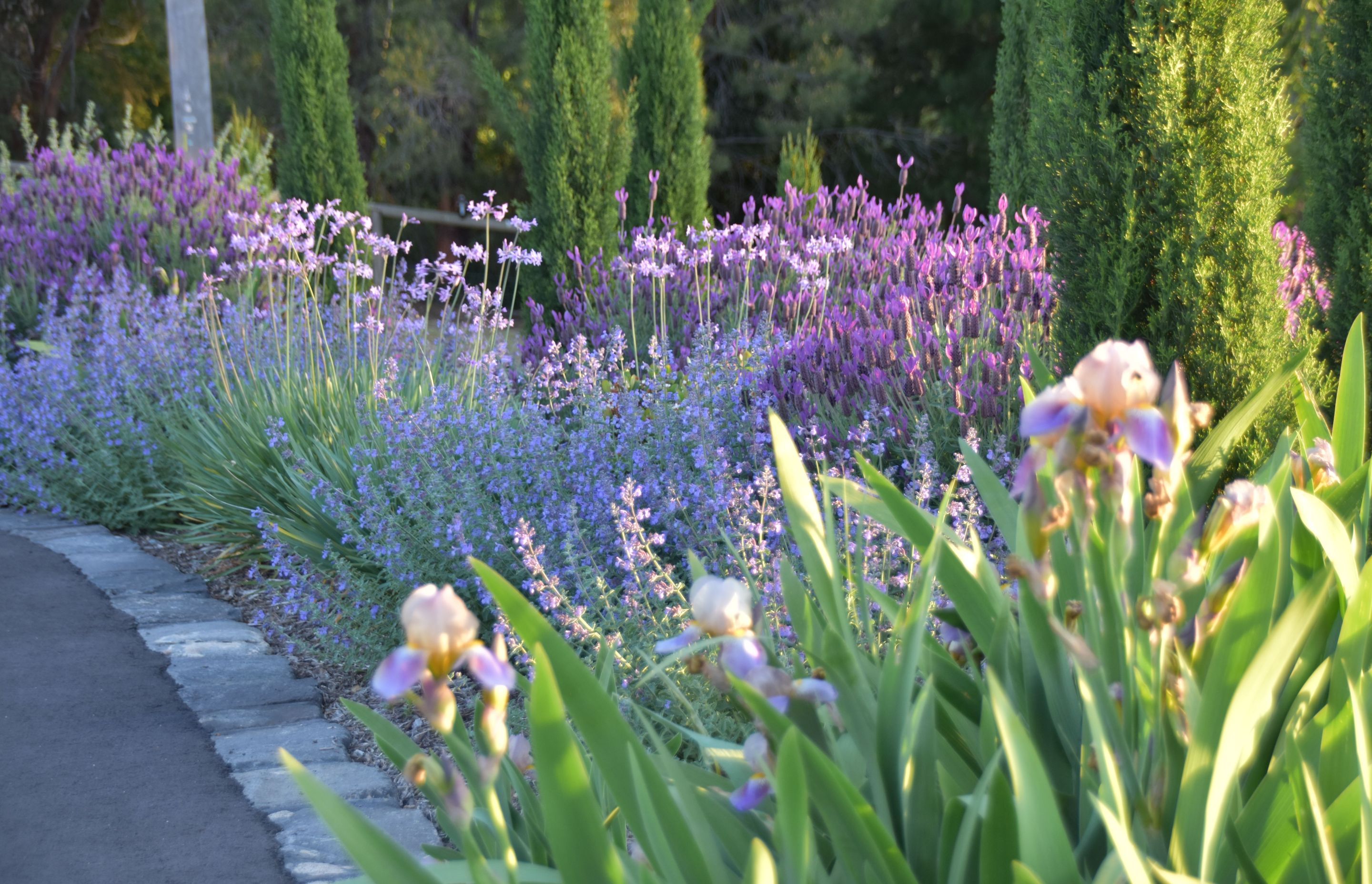 Wonga Park - Country Garden by MG Gardens | Photography by Meg Geary