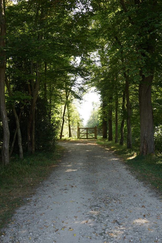 To the bosk beyond