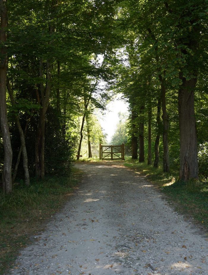 To the bosk beyond