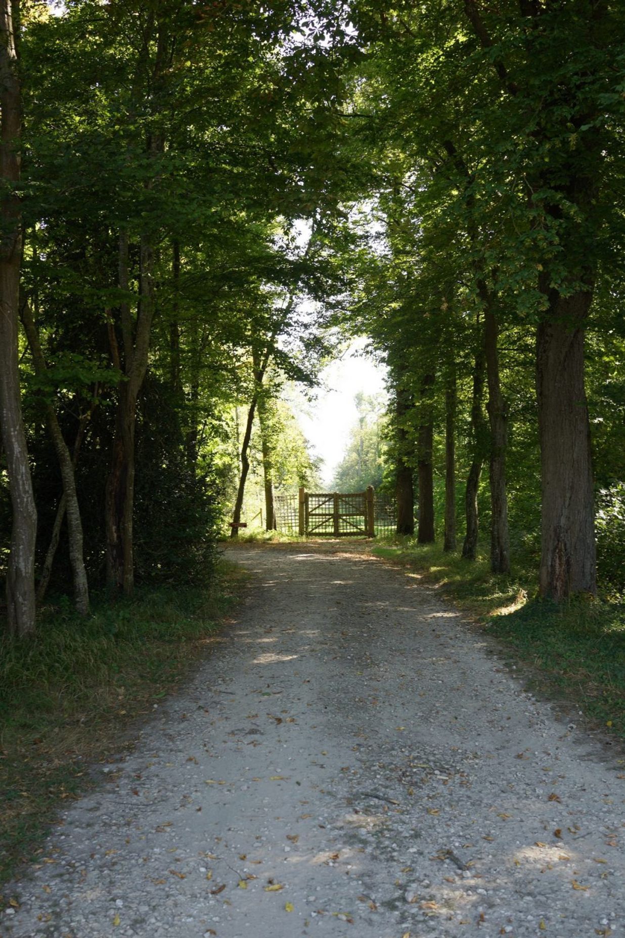 To the bosk beyond