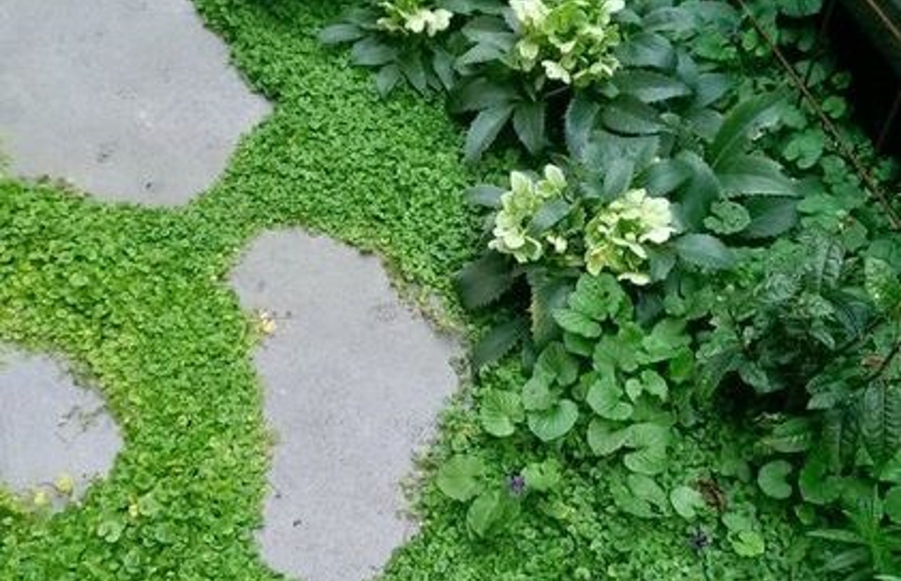 Creating beautiful shade gardens
