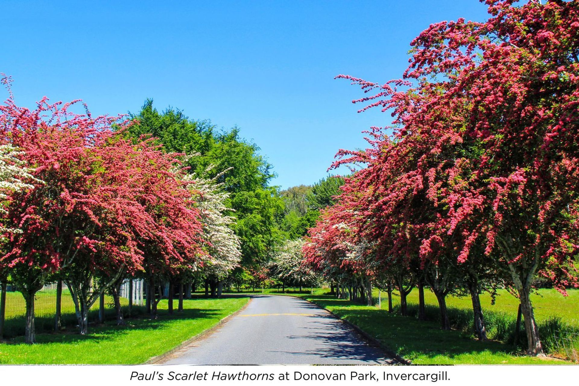 Donovan-Park.jpg