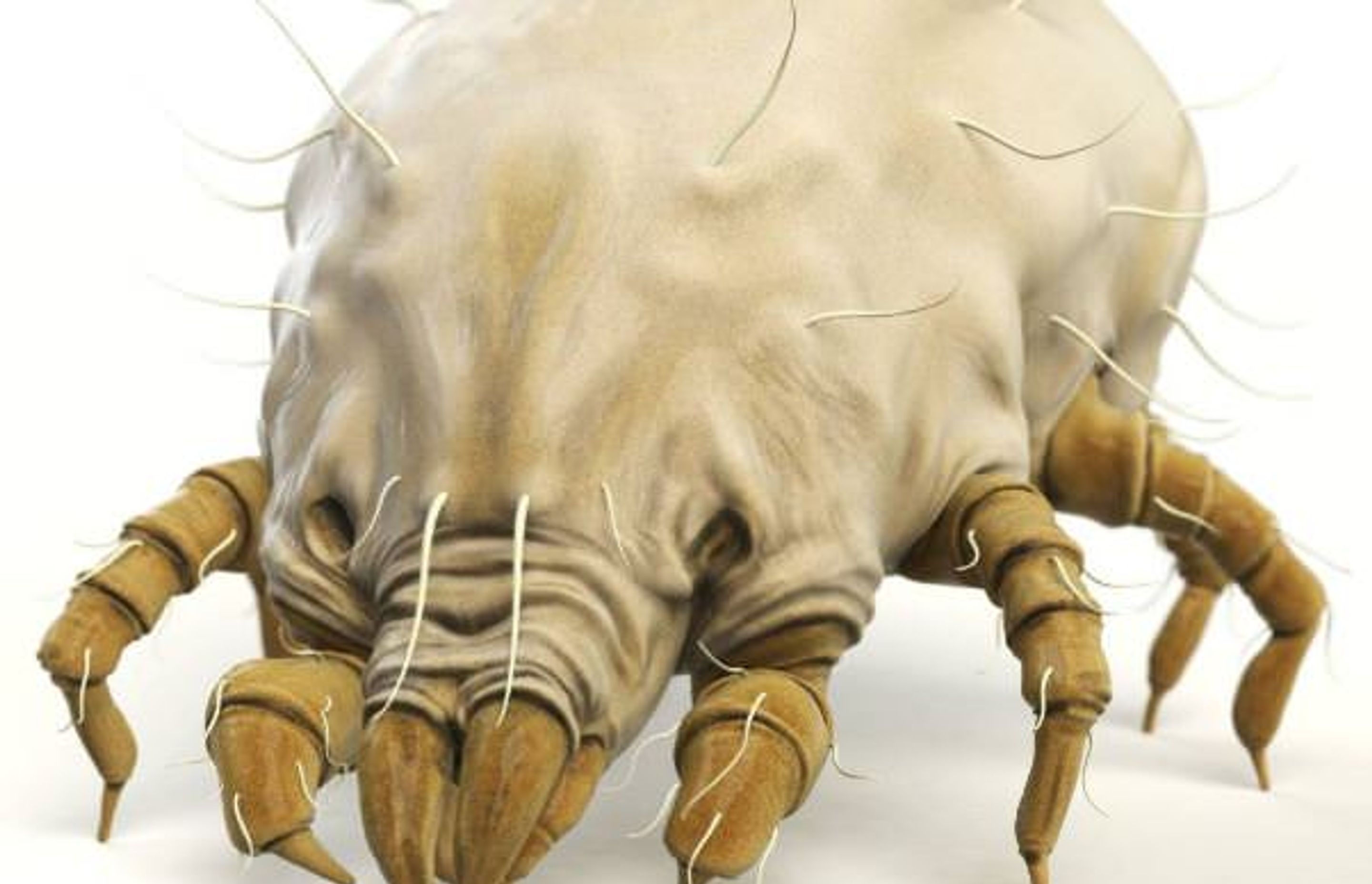 That is a scary picture of a Dust mite! Our homes are teeming with dust mites, which are the likely source of many allergies.