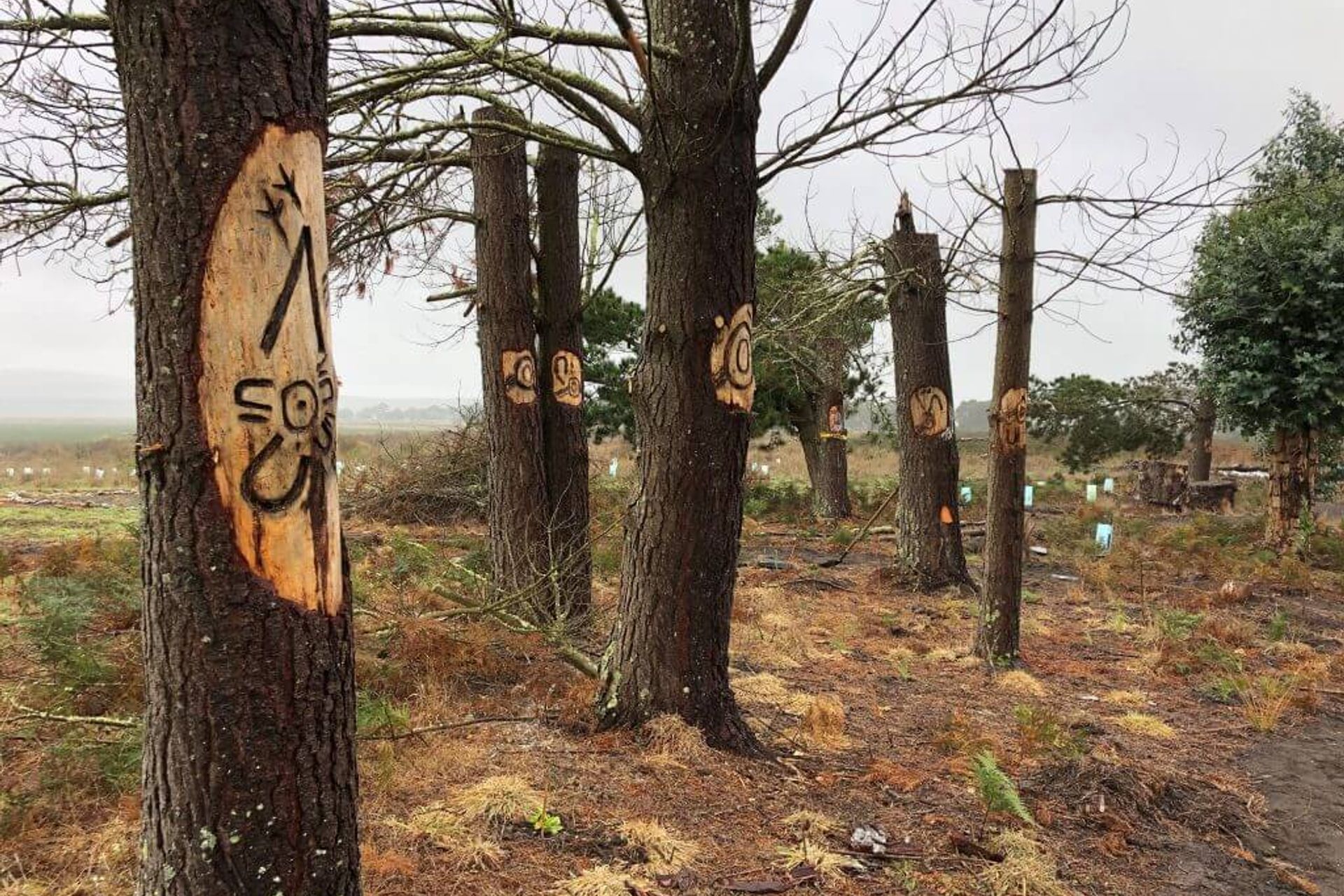 Exploring Boandik Creation stories at Mt Burr Swamp