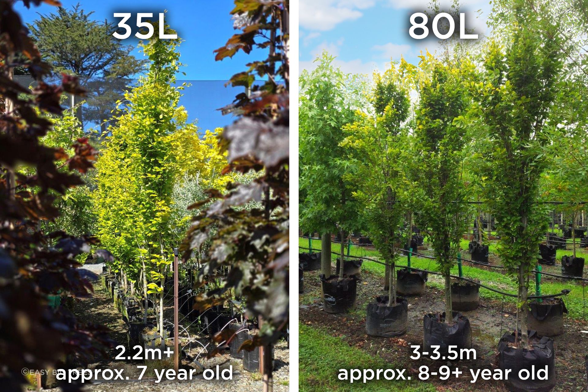 FAGUS-2Panel-Feature-Tree-Image-banner-1500x1000px.png