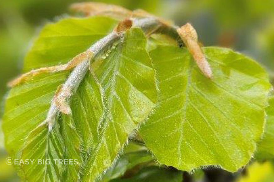 FAGUS-Feature-Tree-Close-Up-banner-1500x750px-ARCHIPRO-v2.jpg