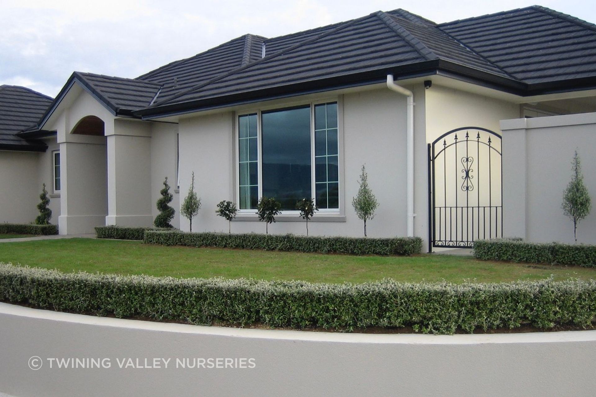 Once planted, the hedge lengths create a continuous low edge around the lawn and garden beds.