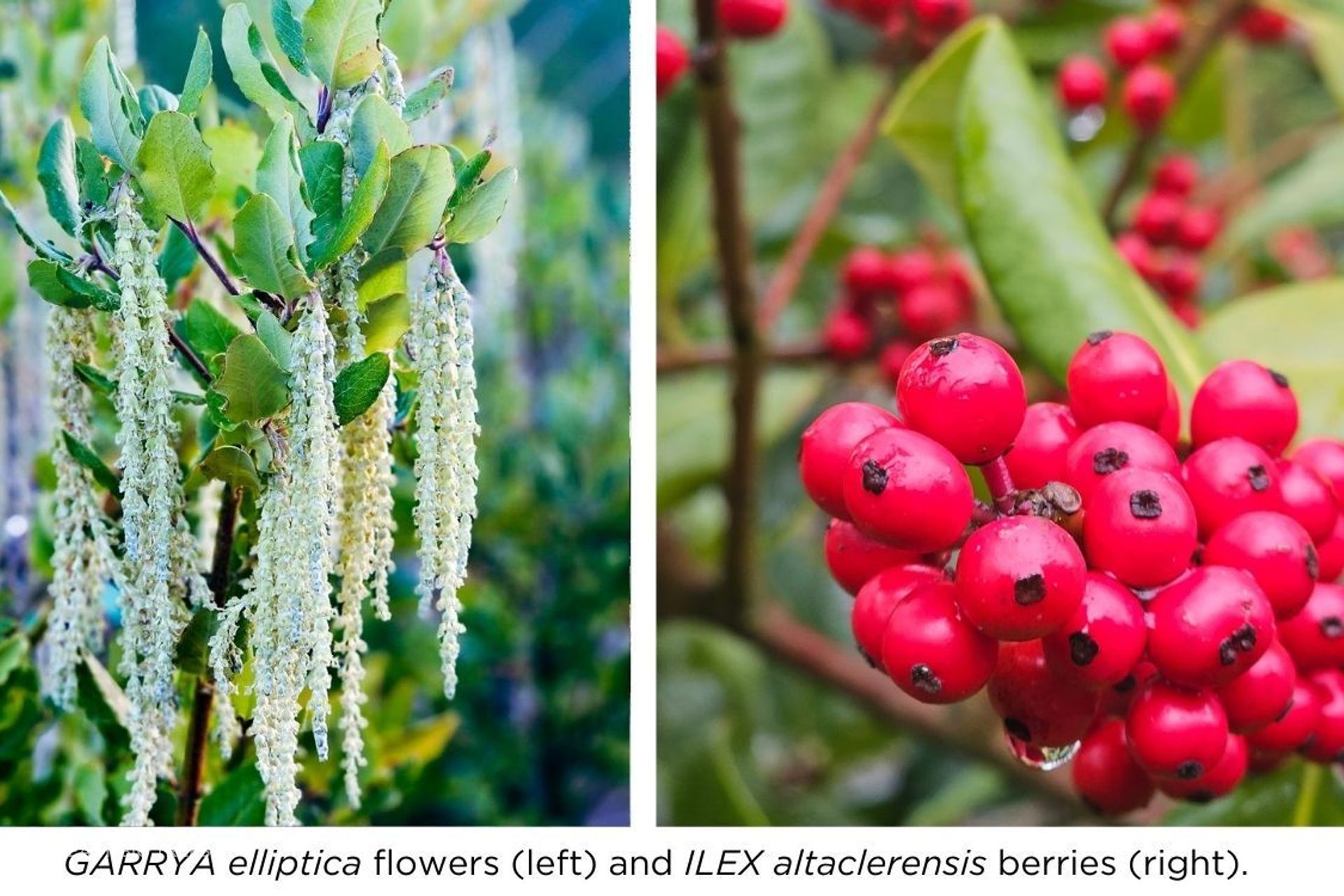 Garrya-and-Ilex.jpg