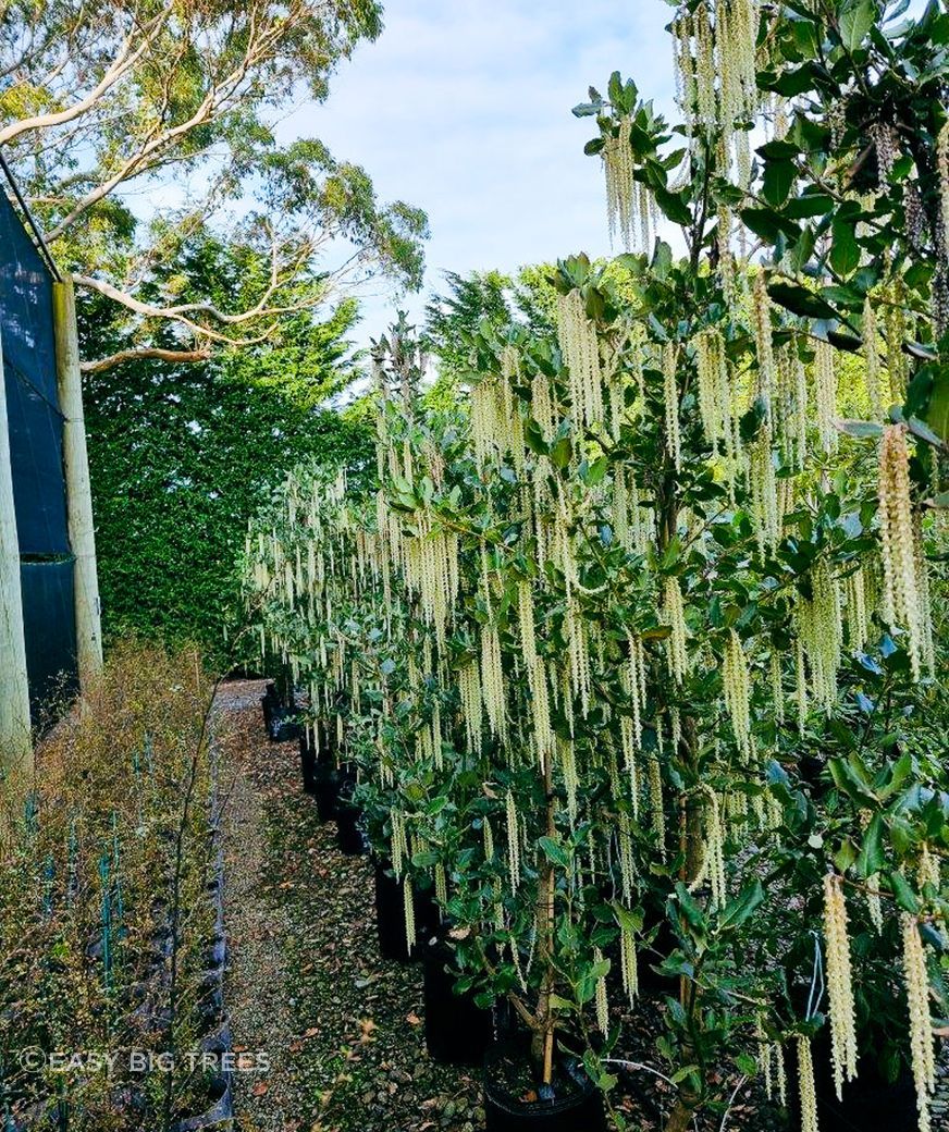 Garrya-elliptica-James-Roof-35lt-August-2022-2.jpg