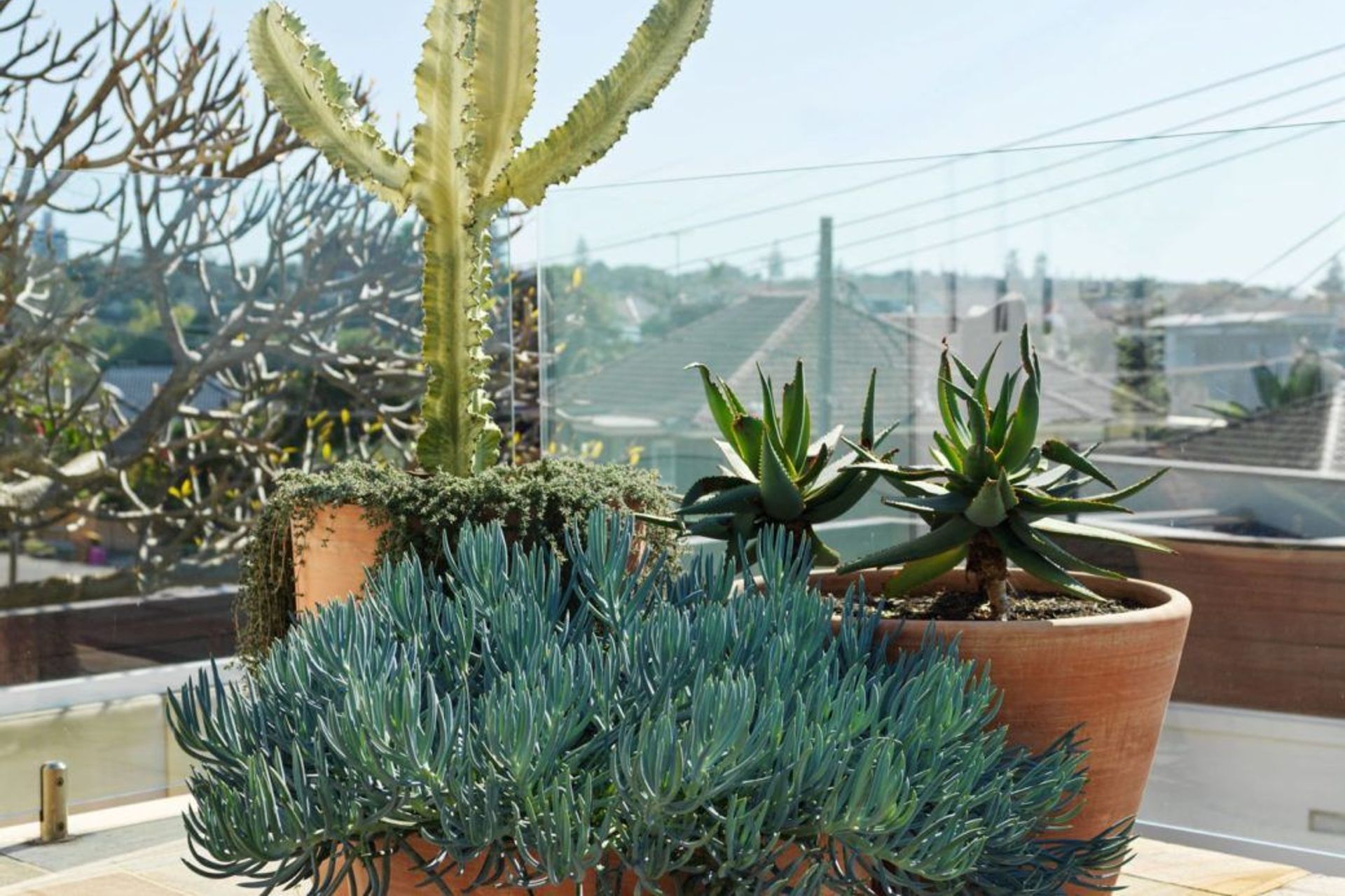 Gardening during Isolation