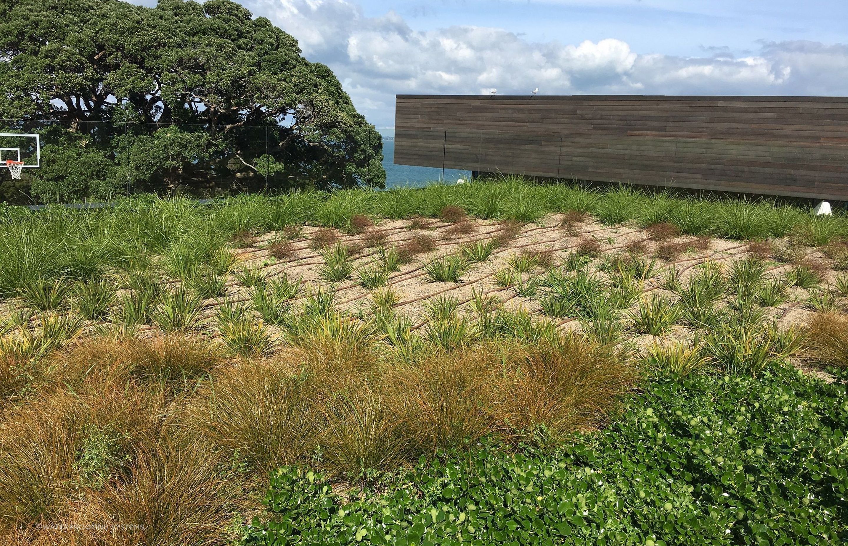 Once the sole domain of commercial projects, green roofs are now becoming more and more popular in the residential market.